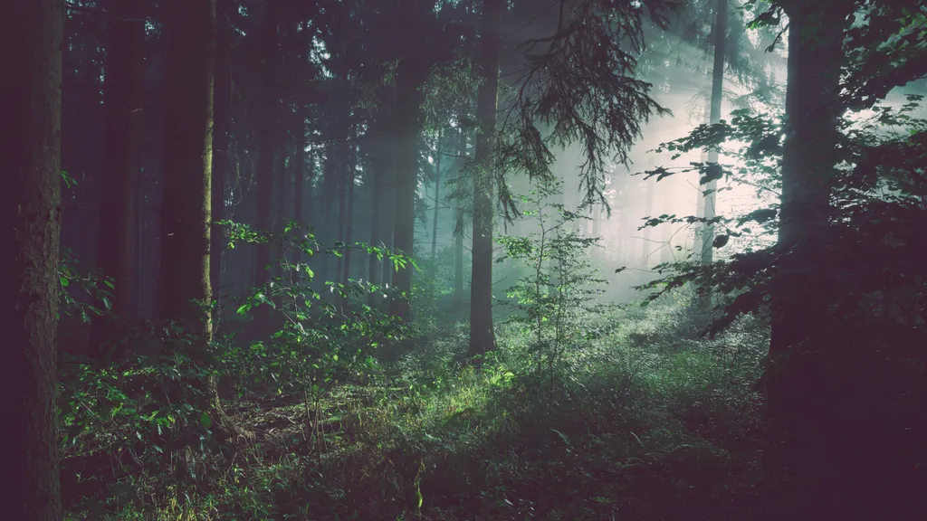 Green forest in mist taken by Sebastian Unrau